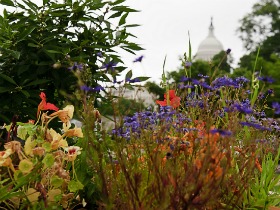 Enhancing Your Garden on DC’s Dime